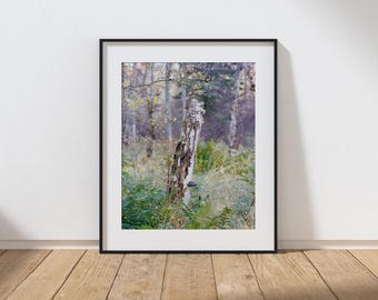 シルバーバーチの木の写真プリント、アバディーンシャーの森の大型ウォールアート、スコットランドの風景を描いたストレッチキャンバス、額入りの森のキャンバス