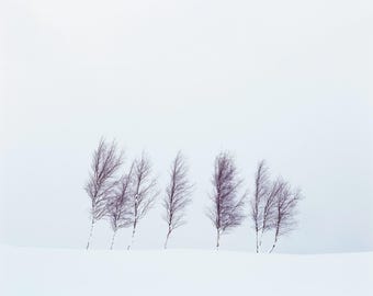 Minimalist Tree Landscape Photography. Available as a Print, Canvas or Framed Canvas