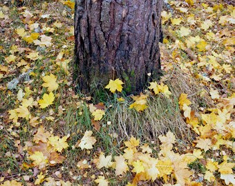 Yellow Autumn Leaves Fall Photograph -  Available as a Print, Canvas or Framed Canvas.