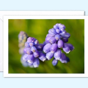 Biglietto di auguri fiore premium per ogni occasione, vuoto all'interno, 5x7 pollici, proveniente da foreste sostenibili, busta bianca inclusa