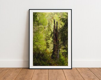 古い木の切り株のプリント - スコットランドの風景写真 - パース・アンド・キンロスのブルーア滝