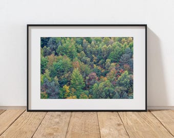 スコットランドの秋の森の写真プリント、大きな森の写真のストレッチキャンバス、自然の写真の額入りキャンバス、ロールキャンバス