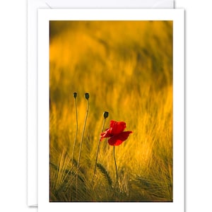 Premium Blumengrußkarte, Einzelne rote Mohnblüte mit Goldenem Gerstenfeld Hintergrund, innen leer, 127 mm x 178 mm, 5x7 Zoll
