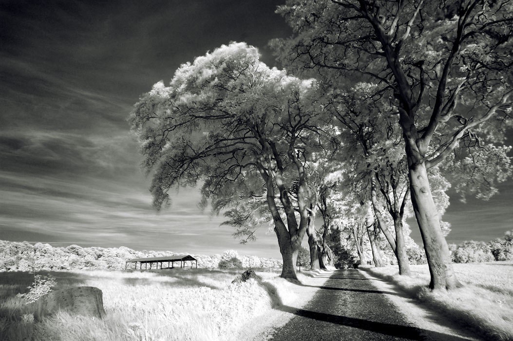 infrared landscape photograph black and white photography Etsy