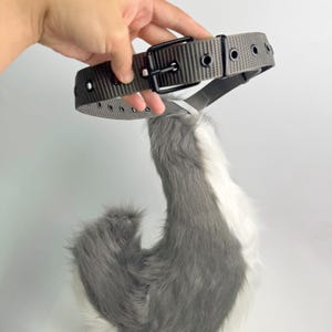 May include: A gray belt with a black buckle and eyelets is held above a gray and white furry tail. The belt is made of a durable material and is designed to be adjustable. The tail is soft and fluffy.