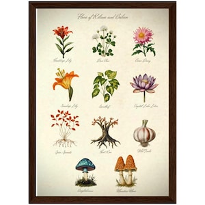 Botanical illustration of the Flora of Kilima and Bahari