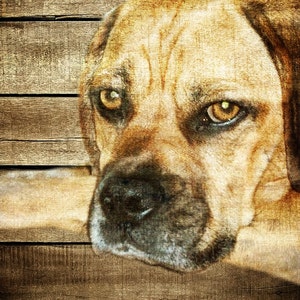 Custom Pet Portrait on Wood: Memorial Dog, Cat, Horse Art Gift