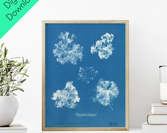 Anna Atkins Botanical Minimalist Poster Blue - Digital Download(11"x14", A2, A1)