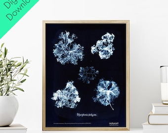Anna Atkins Botanical Minimalist Poster Deep Blue - Digital Download(11&quot;x14&quot;, A2, A1)