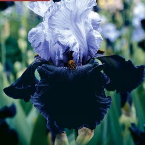 Puede incluir: Primer plano de una llamativa flor de iris con pétalos superpuestos. Los pétalos superiores son de un suave lavanda, mientras que los pétalos inferiores son de un negro profundo y aterciopelado. El centro de la flor presenta un toque de amarillo y marrón.