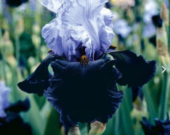 Tall Bearded Iris “ Dangerous mood”