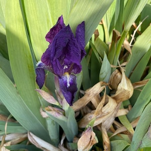 Peut inclure: Ensemble de trois mugs en céramique avec une finition mate et mouchetée. Les tasses sont de couleur crème, gris clair et gris foncé. Chaque mug a un design minimaliste et une anse arrondie.