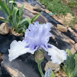 Puede incluir: Primer plano de una flor de iris azul claro y blanca en plena floración. La flor tiene pétalos rizados con un toque de púrpura en el centro. El tallo es verde y el fondo es una mezcla de negro y verde.
