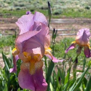 Tall Bearded Itis “Miss California “