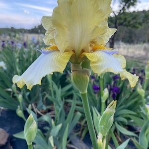 Puede incluir: Un letrero de madera rústica con el texto "Welcome to our home" en letras blancas. El letrero presenta un acabado envejecido, ideal para la decoración de la entrada.