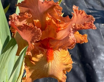 Tall Bearded Iris “Copper Classic”