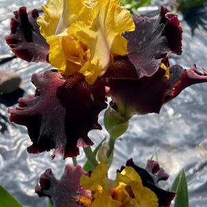 Op de afbeelding: Close-up van twee irissen. De bovenste bloem heeft gerimpelde, donker bordeauxrode bloemblaadjes met een heldergele kern. De onderste bloem heeft een vergelijkbare kleuring, met gele en bordeauxrode bloemblaadjes. Groene stelen en bladeren zijn zichtbaar.