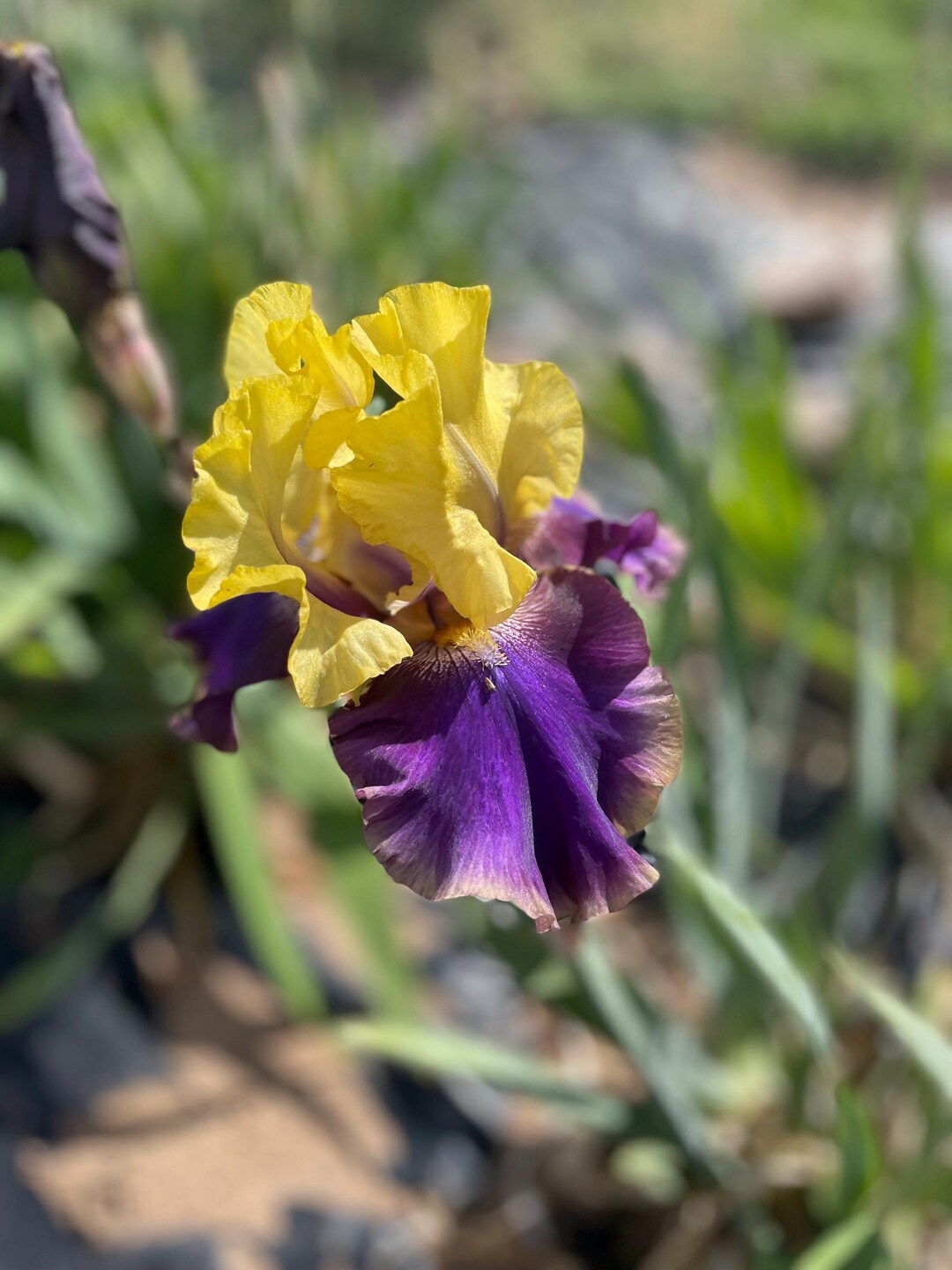 Tall Bearded Iris “jurassic Park” Etsy