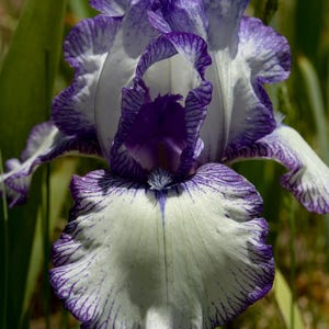 May include: A close-up of a purple and white iris flower with a white background. The flower has a ruffled appearance and is in full bloom.