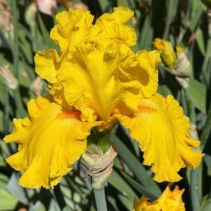 May include: A close-up of a vibrant yellow iris flower in full bloom. The petals have a ruffled texture and a slight orange hue near the center. The flower is set against a backdrop of green foliage, with a bud visible in the background.