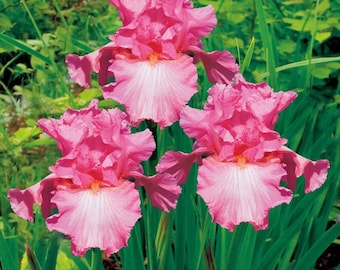 Rebloomer Tall bearded Iris “Cherub Smile