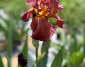 Tall Bearded Iris  “ Bernice‘s Legacy” Rebloomer