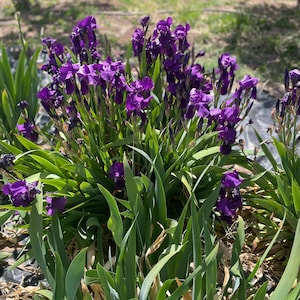 May include: A close-up of a cluster of purple iris flowers with green leaves. The flowers are in full bloom, with ruffled petals. The background is blurred, showing grass and a tree.