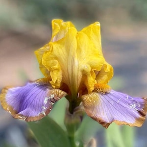 May include: A close-up of a vibrant iris flower. The petals are a bright yellow at the top, transitioning to a deep purple with a brown edge on the lower petals. The flower is in full bloom, showcasing its intricate details.
