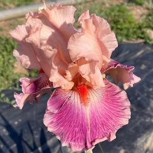 May include: A pink and purple iris flower with a red beard. The flower has a ruffled, layered appearance.