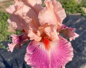 May include: A pink and purple iris flower with a red beard. The flower has a ruffled, layered appearance.