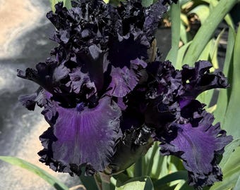 May include: A close-up of a dark purple iris flower with ruffled petals. The flower has a deep, velvety texture and a contrasting dark center. Green leaves are visible in the background, providing a natural setting for the flower.