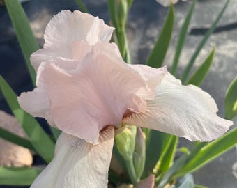 Rebloomer Tall bearded Iris “Cherub Smile