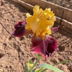 Puede incluir: Primer plano de una vibrante flor de iris. Los pétalos superiores son de un amarillo brillante, mientras que los pétalos inferiores son de un borgoña profundo con patrones intrincados. Hojas verdes y un capullo son visibles en la base, sobre un fondo marrón.