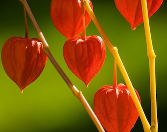 Chinese Lantern plant - Fall -Autumn - Flower Photography - Floral Decor - Flowers - Prints - Canvs Photo Wraps- Acrylic Prints