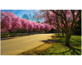 Flowering Cherry Trees - Landscape Photography - Home Decor - Photo Art - Aluminum Prints - Gallery Canvas Print - Acrylic Prints