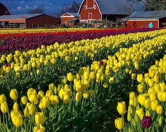 Tulip Town - Spring - Skagit Valley - Dafoldils - Tulips - Mt Vernon - Prints - Canvas Wraps - Acrylic Prints