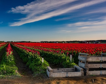 Tulip Fields- RoozenGaarde - Spring - Skagit Valley - Dafoldils - Tulips - Mt Vernon - Prints - Canvas Wraps - Acrylic Prints