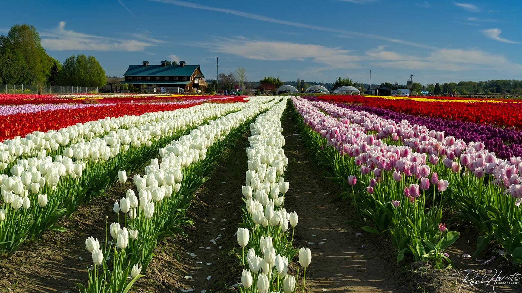 Tulip Farm - Skagit Valley Tulip Festival - Roozengaarde - Spring