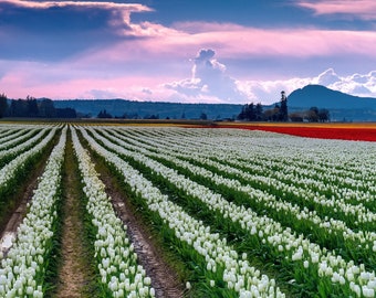 Unstable Skies- RoozenGaarde - Spring - Skagit Valley - Dafoldils - Tulips - Mt Vernon - Prints - Canvas Wraps - Acrylic Prints