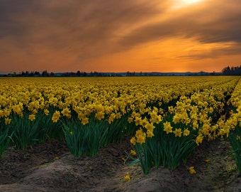 Golden Daffodils - Spring - Daffodils - Tulips - Mt Vernon - Prints - Aluminum Prints Canvas Wraps - Acrylic Prints