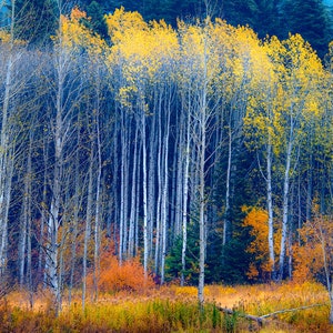 Autumn Leaves - Landscape Photography - Tumwater Canyon - Washington state - Fine Art Photography - Prints - Gallery Wraps - Acrylic Prints