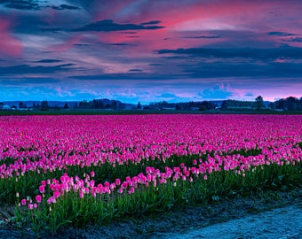 Tulip Fields Pink Sunset- RoozenGaarde - Spring - Skagit Valley - Dafoldils - Tulips - Mt Vernon - Prints - Canvas Wraps - Acrylic Prints