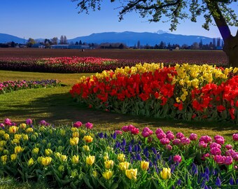 RoozenGaarde - Spring - Skagit Valley - Dafoldils - Tulips - Mt Vernon - Prints - Canvas Wraps - Acrylic Prints