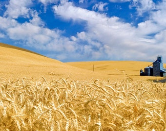 Harvest Time - The Palouse - Wall Art - Photography - Fine Art Photography -  Outdoors - Summer - Prints - Canvas Wraps - Acrylic Prints