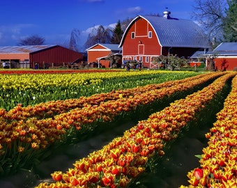 Tulip Town - Spring - Skagit Valley - Dafoldils - Tulips - Mt Vernon - Prints - Canvas Wraps - Acrylic Prints