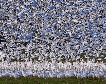 The Uprising - Snow Geese - Skagit Valley - Wall Art - Landscape Photography  - Wall Hangings - Prints - Canvas Photo Wraps - Acrylic Prints