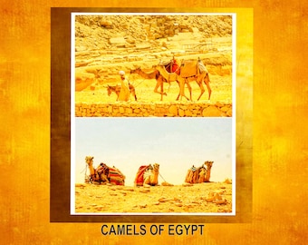 Egyptian Camels Original Photography, Photo Prints, Downloadable Wall Art, Instant download