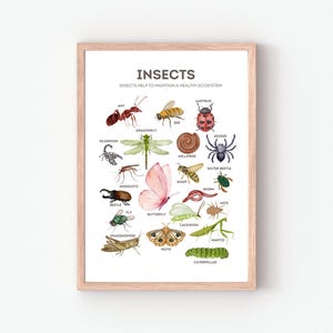 Póster de insectos, póster educativo, decoración del aula, póster Montessori, póster de insectos, descarga digital, decoración de habitación infantil, póster de animales