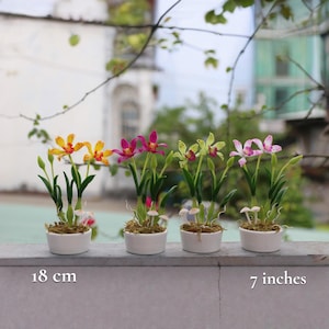 Op de afbeelding: Vier miniatuur orchideeën in witte potten. De orchideeën hebben gele, roze en groene bloemen met groene stelen en bladeren. Elke pot is ongeveer 18 cm hoog. Kleine witte paddenstoelen staan aan de voet van elke plant.