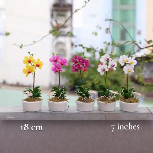 May include: Five miniature orchid plants in white ceramic pots. The orchids have yellow, pink, and white flowers. The pots are arranged on a gray surface. The image includes the text "7 inches" and "18 cm".